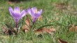 Fly lands on crocus flower in spring.