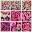 pink rose collage pink rose collage