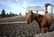 Horse in barnyard.