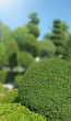 buxus taillé en boule