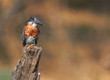 Photo: Giant Kingfisher Giant Kingfisher