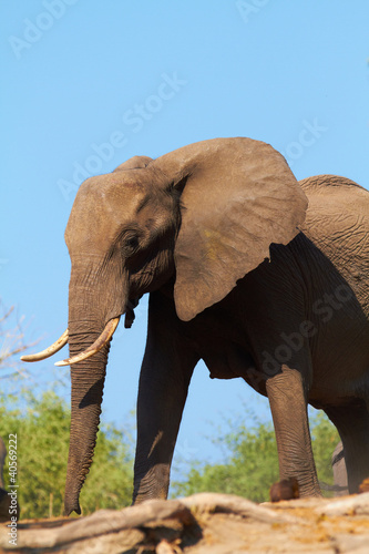 Photo: African Elephants African Elephants