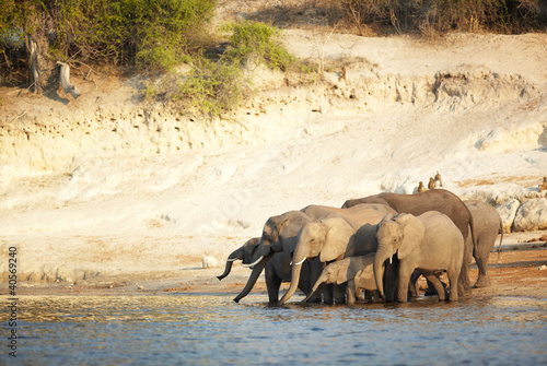 Photo: African Elephants African Elephants