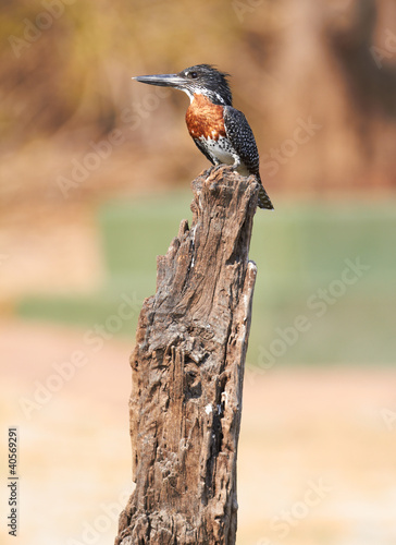 Photo: Giant Kingfisher Giant Kingfisher