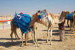 Photo: Robot camel racing Robot camel racing