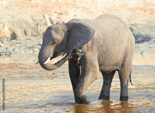 Photo: African Elephants African Elephants