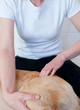 Canine Massage