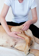 Canine Massage