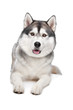 Siberian Husky