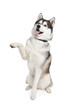 Siberian Husky