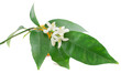 Orange on a branch with leaves and a flowers
