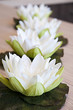 fiori di loto