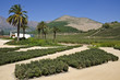 Vineyard in Aconcagua Valley Chile