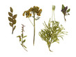 Photo en ligne au meilleur prix Herbarium.