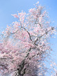 Kirschbaum