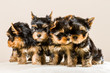 Pack of puppies Yorkshire isolated on white Pack of puppies Yorkshire isolated on white