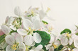 Apple blossoms on cream color background Apple blossoms on cream color background