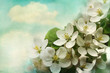 Apple blossoms on soft blue background Apple blossoms on soft blue background