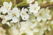 Apple blossoms in Spring Apple blossoms in Spring