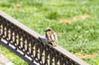 Urban sparrow on bronze fence Urban sparrow on bronze fence