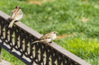 Urban sparrow on bronze fence Urban sparrow on bronze fence
