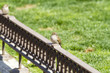 Young curious sparrows Young curious sparrows