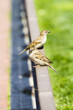 Young curious sparrows Young curious sparrows