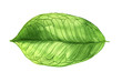 Watercolor illustration of green leaf isolated on white