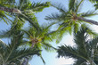 Crowns of Manila Palms Crowns of Manila Palms