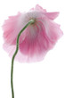 poppy