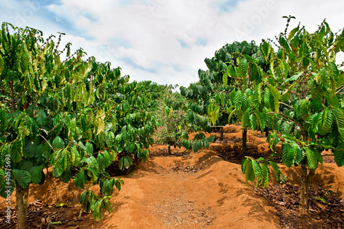 Photo: Coffee plantation - Dalat, Vietnam Coffee plantation - Dalat, Vietnam