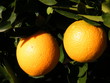 naranjas