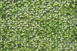 Green leaves plastic ivy background Green leaves plastic ivy background