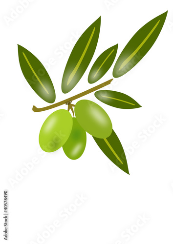 Illustration: olive olive