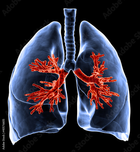 Illustration: Lungs with visible bronchi Lungs with visible bronchi