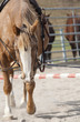 Pferd