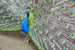 peacock's show