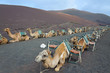 camels