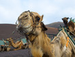camels