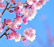 Leinwanddruck Bild - sakura