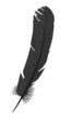3d render of bird quill 3d render of bird quill