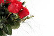 Red Roses Red Roses