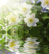 White anemone in water with water drops
