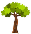 Plane tree