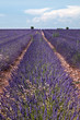 Lavender horizon