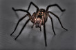 Foto: spinne spinne