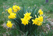 Narzissen - Osterglocken im Frühling