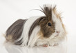 Foto: Guinea pig Guinea pig