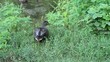 Duck waddles through grass towards water