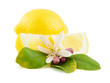Lemon and flower Lemon and flower